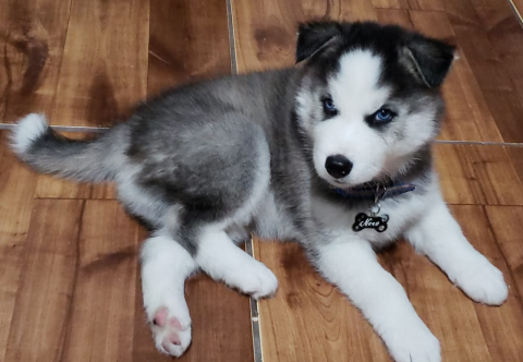 Filhotes de Husky Siberiano a venda